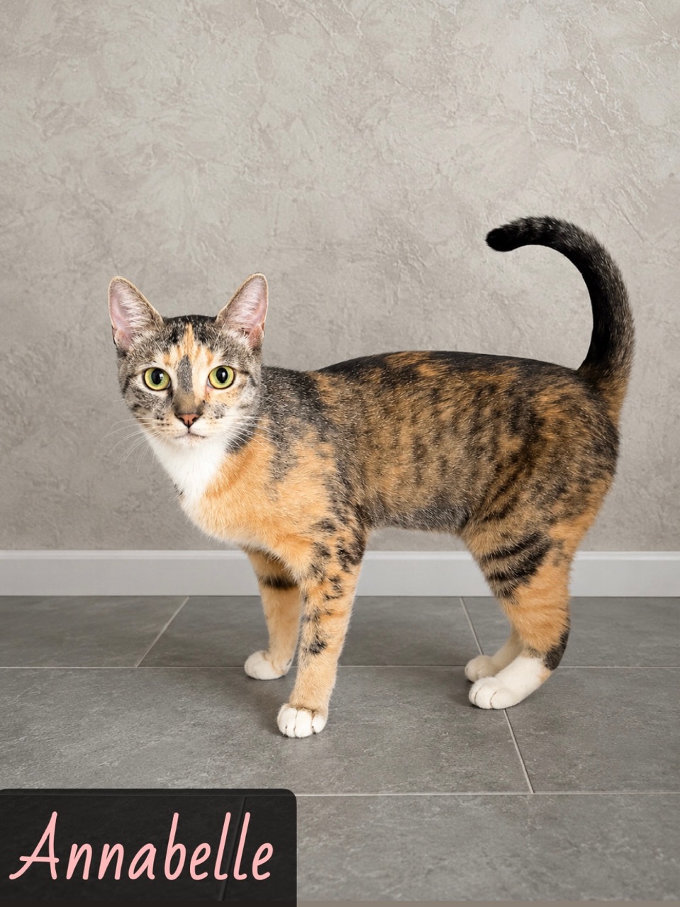 white tan brown torti tabby