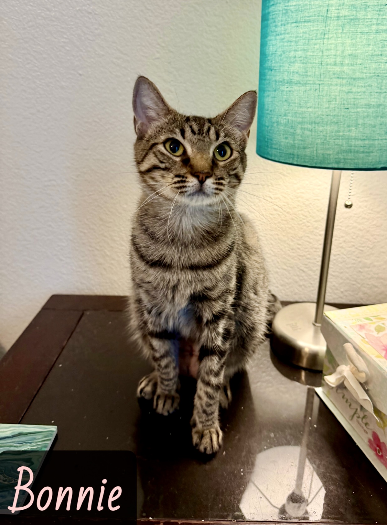 grey white tabby