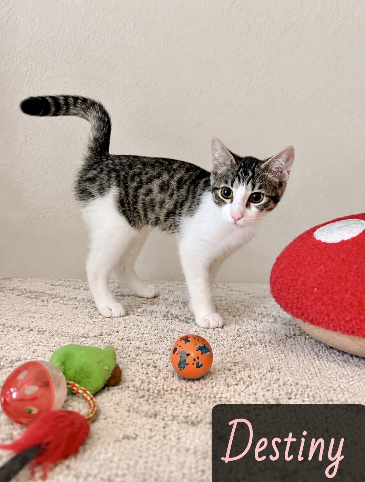 white black tan tabby