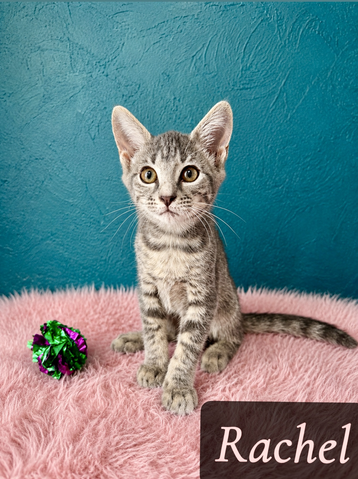 grey tabby charcoal too
