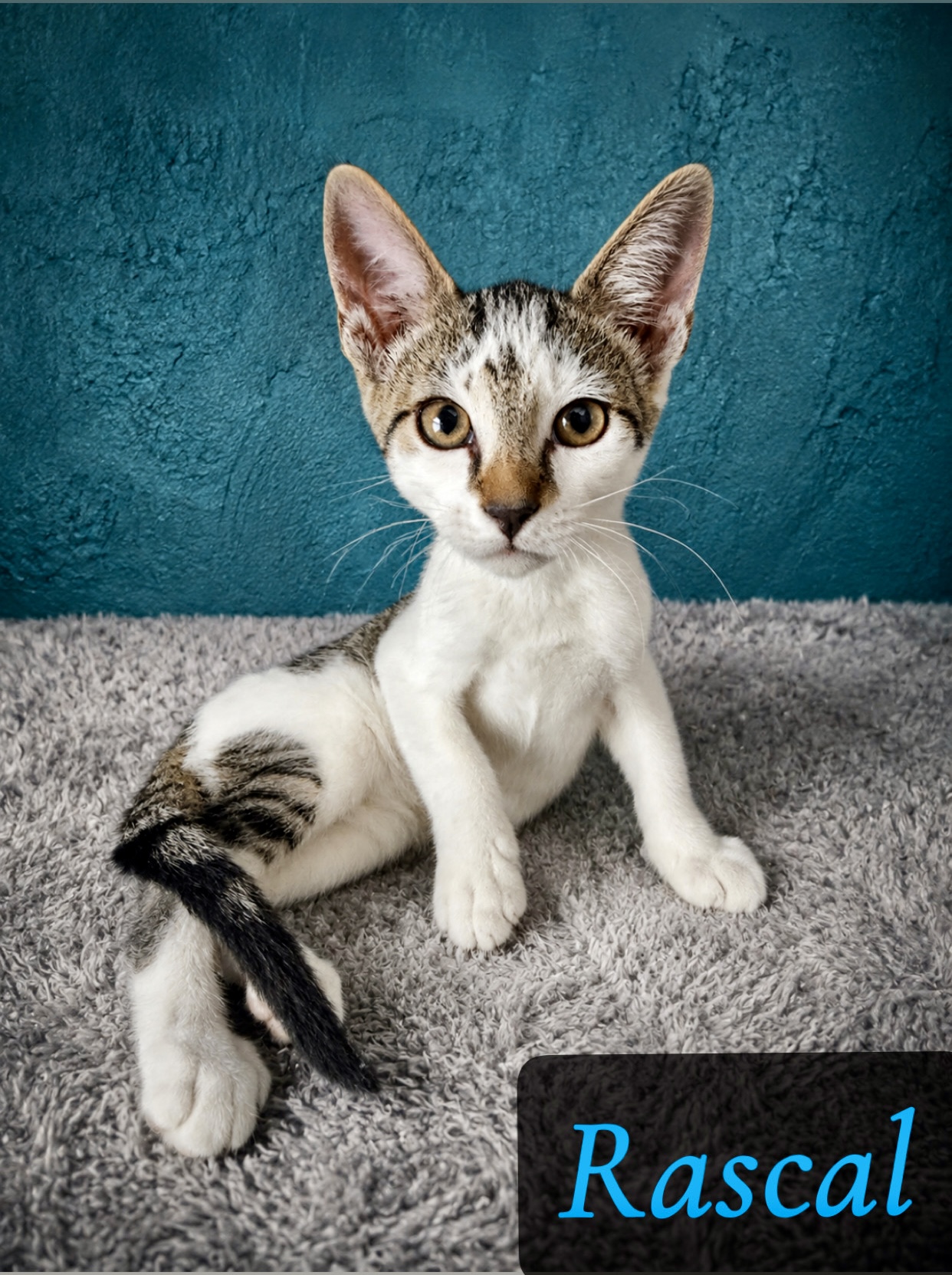 white black tan tabby