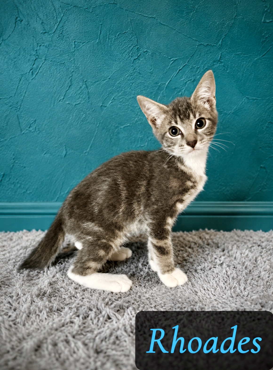 grey tan white tabby