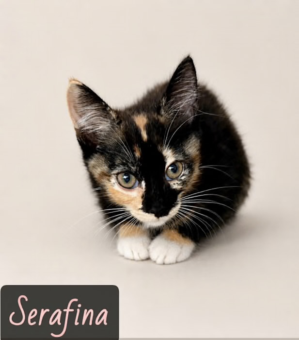 black tan white torti