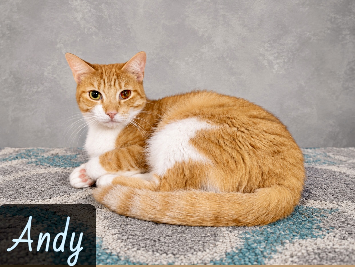 orange white tabby
