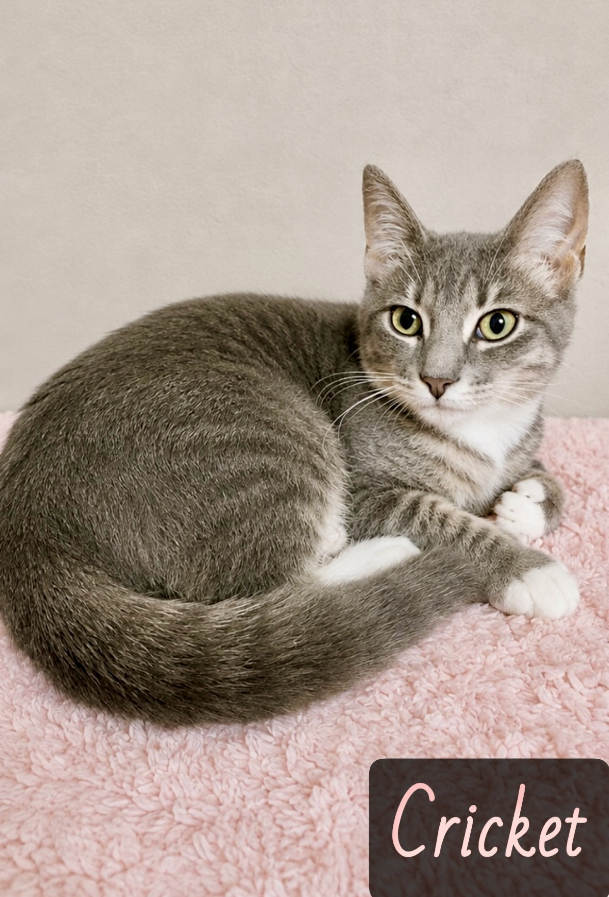 grey white tabby
