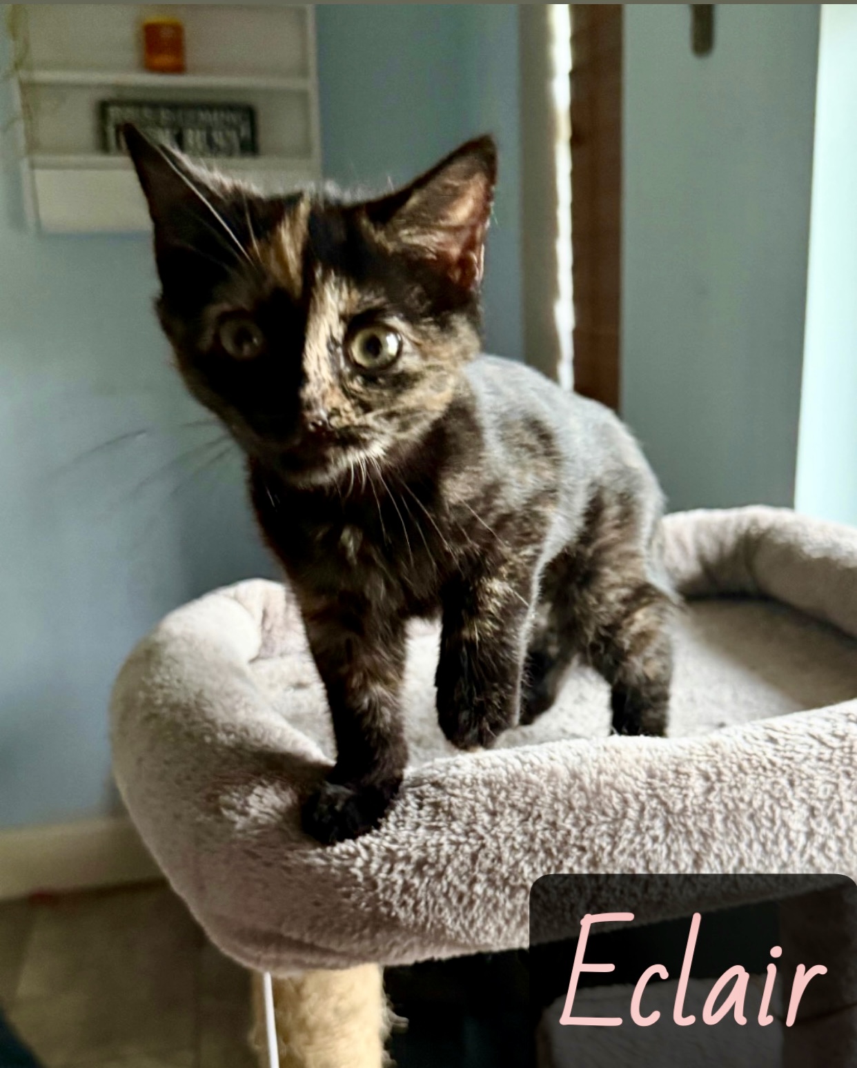 black tan tabby