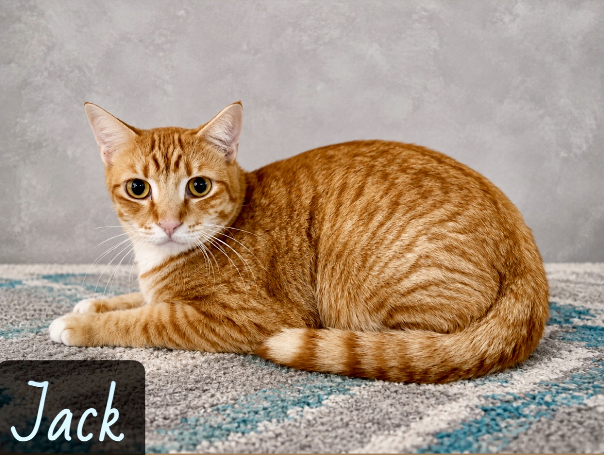 orange white tabby