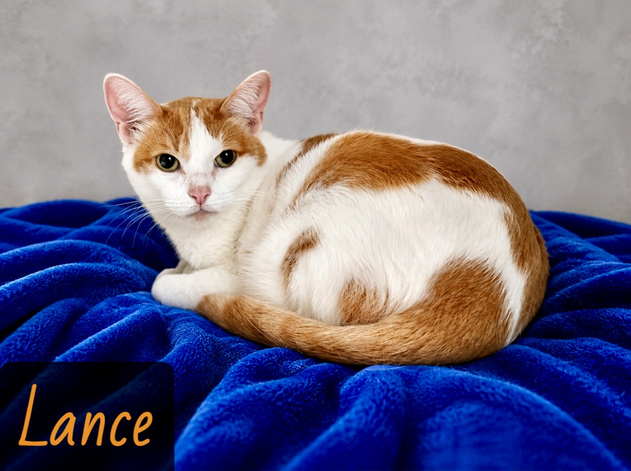 orange white tabby
