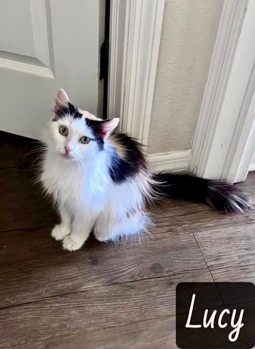 DLH Calico white black tan