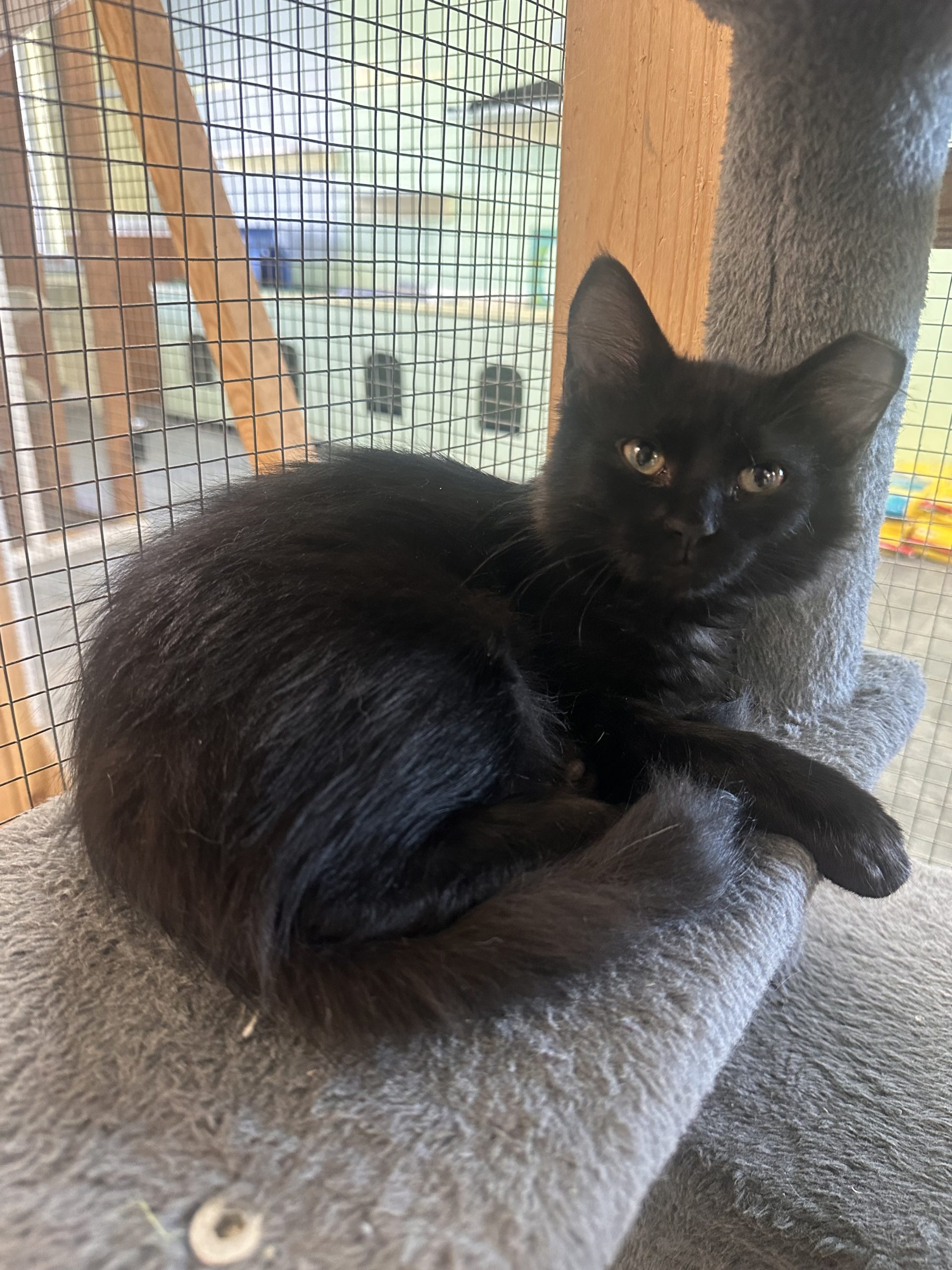 black cat