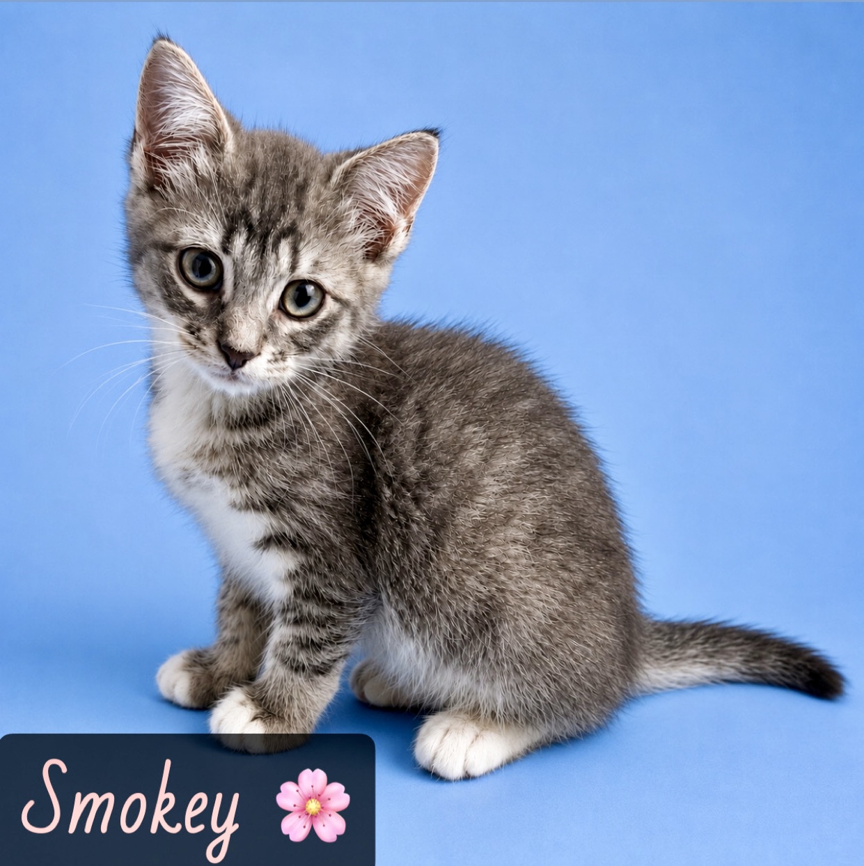 grey white tabby