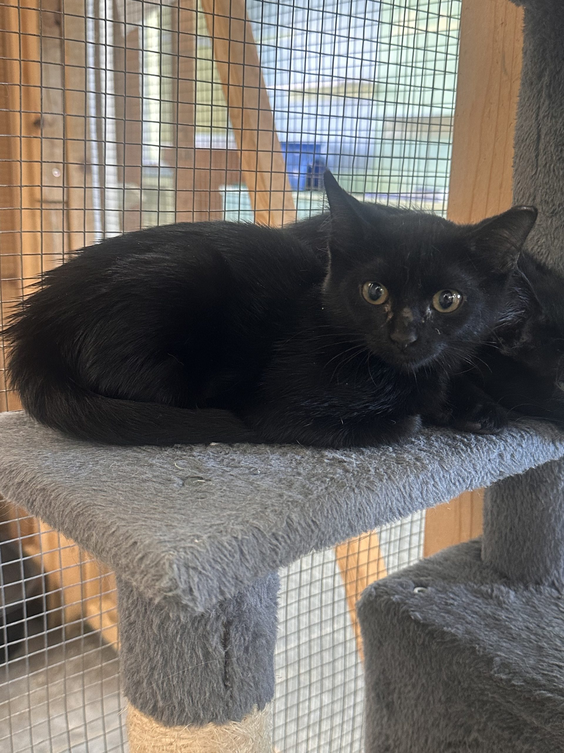 black cat