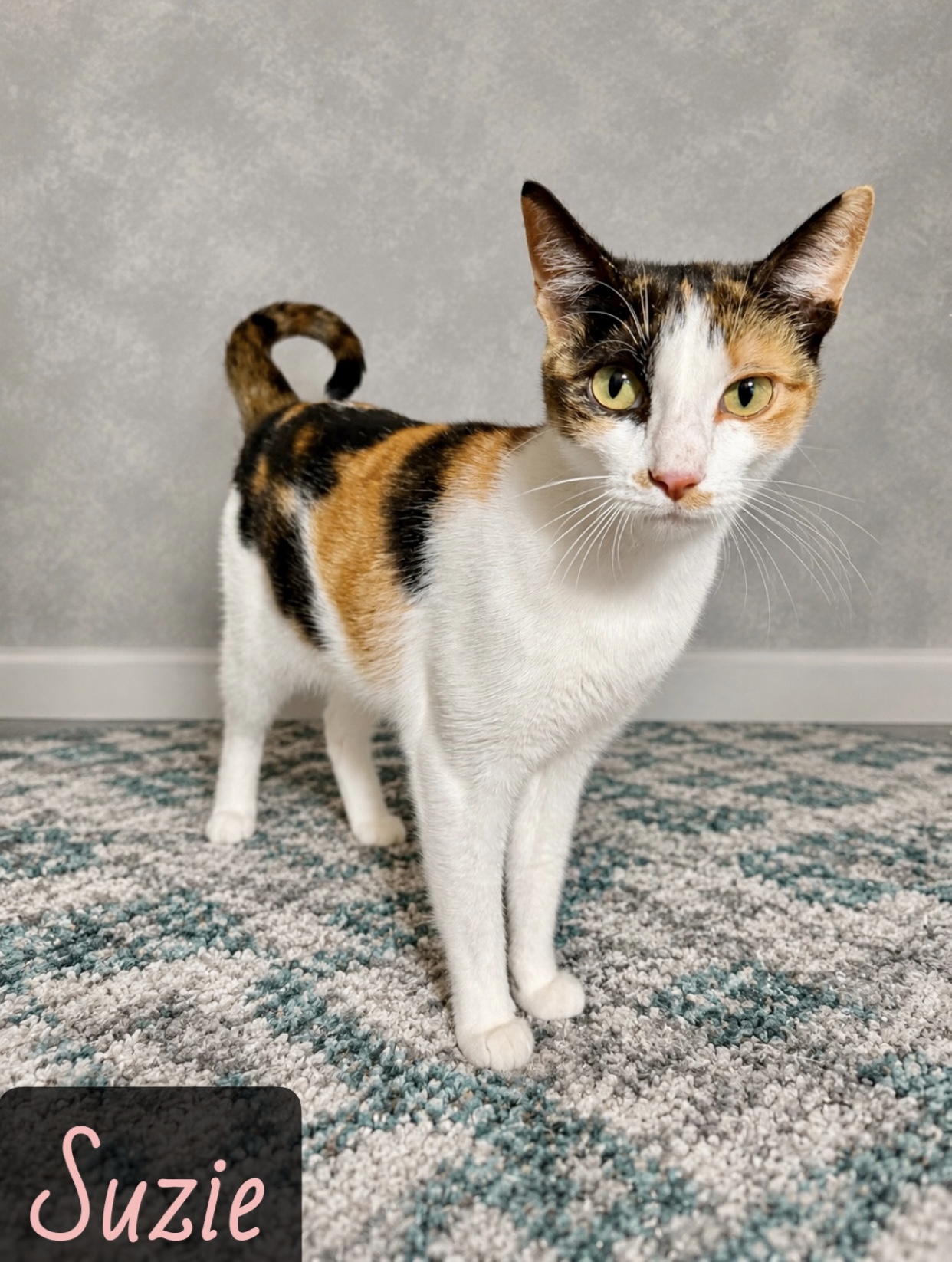 tabico calico black tan white