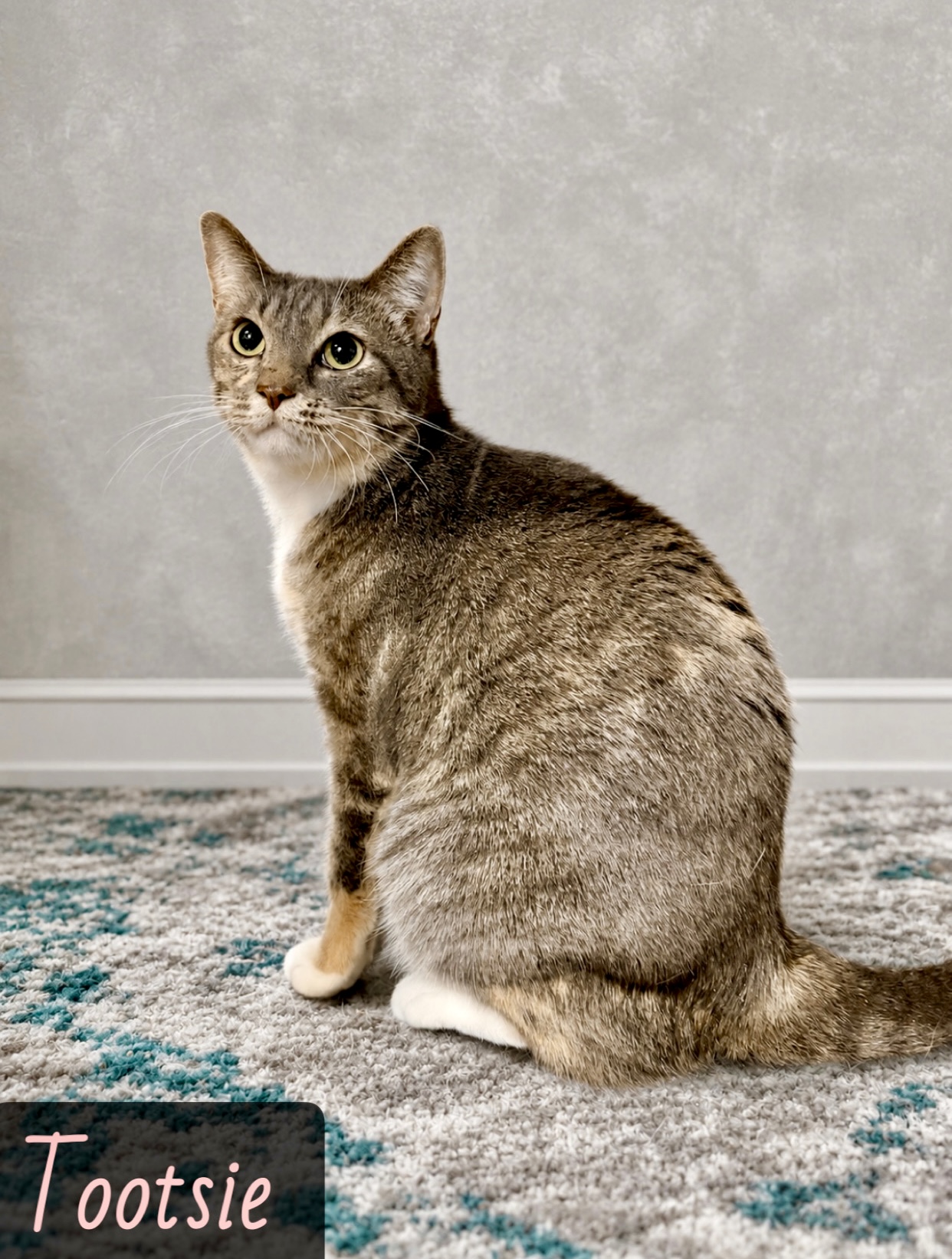 grey white tabby