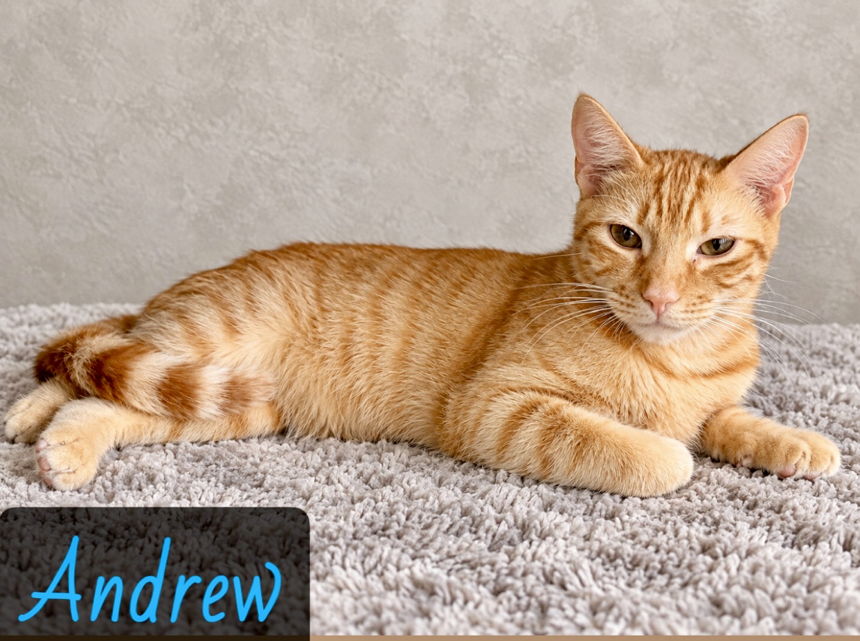 orange white tabby