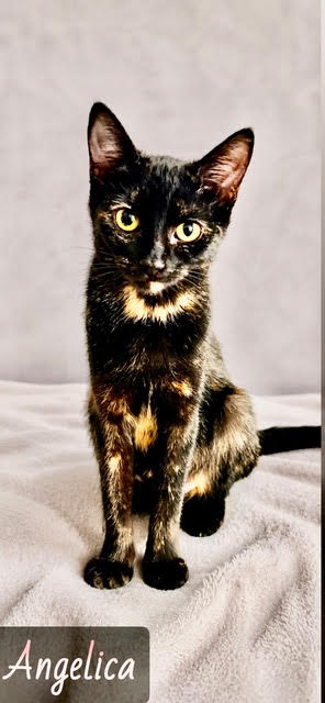 Black tan Tortishell