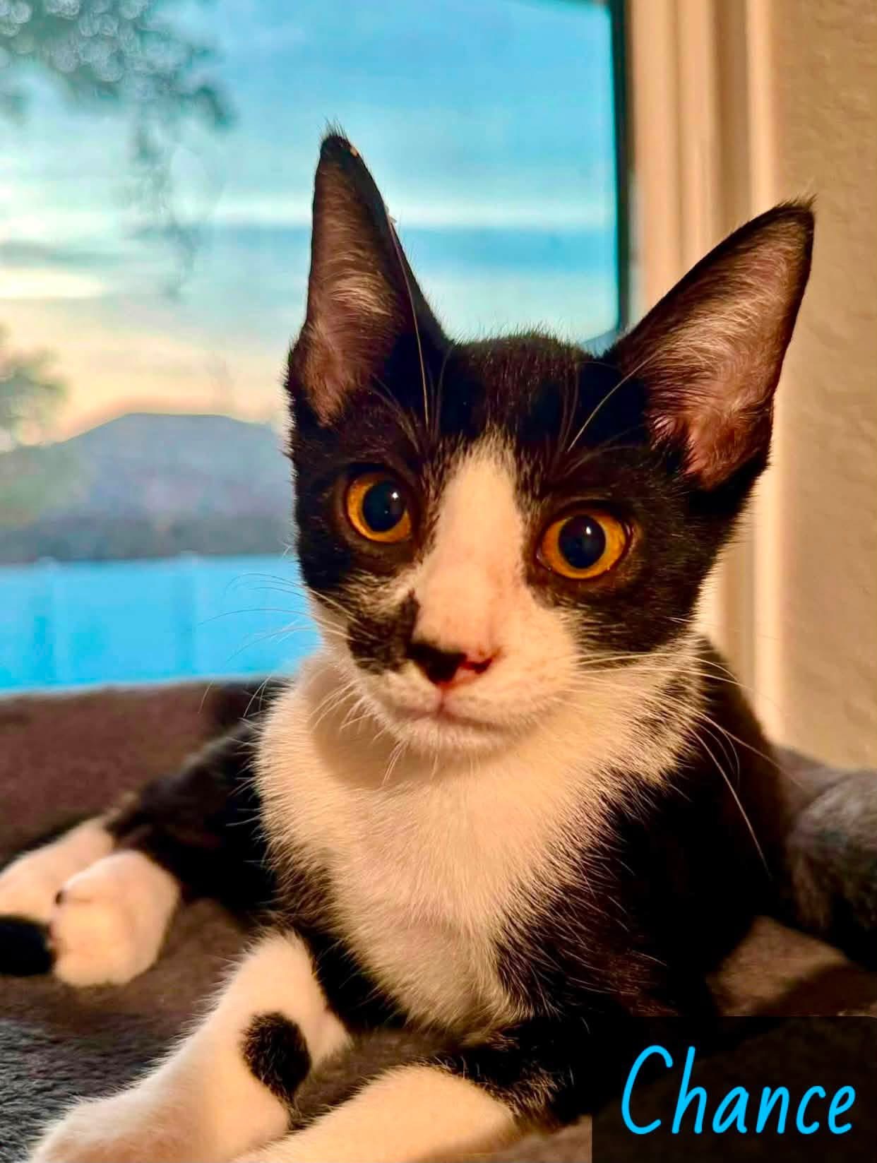 black white cat
