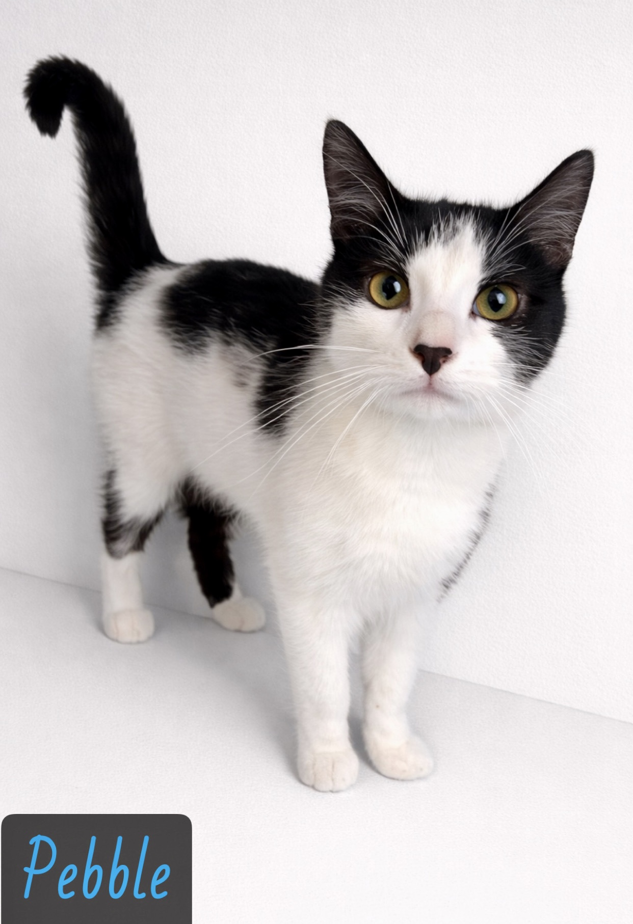 black white tabby