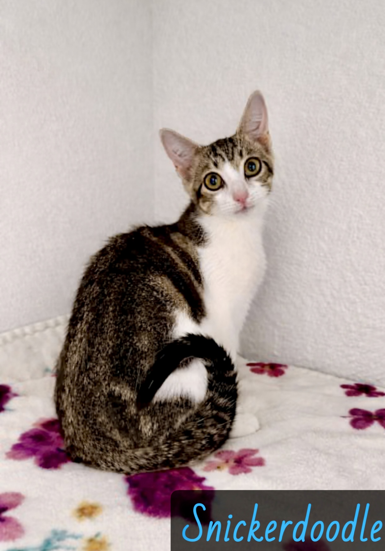 white black tan tabby