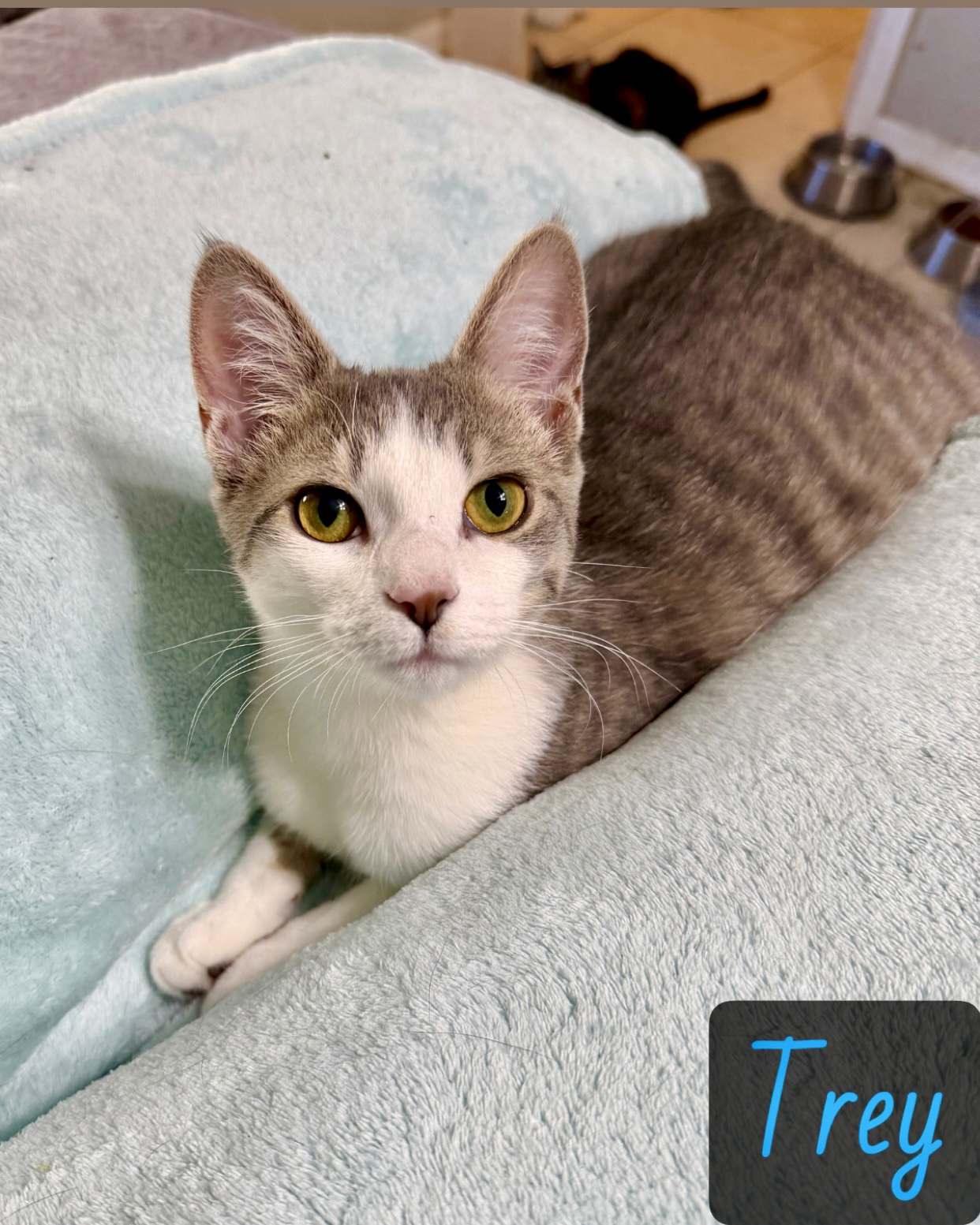 White tan tabby