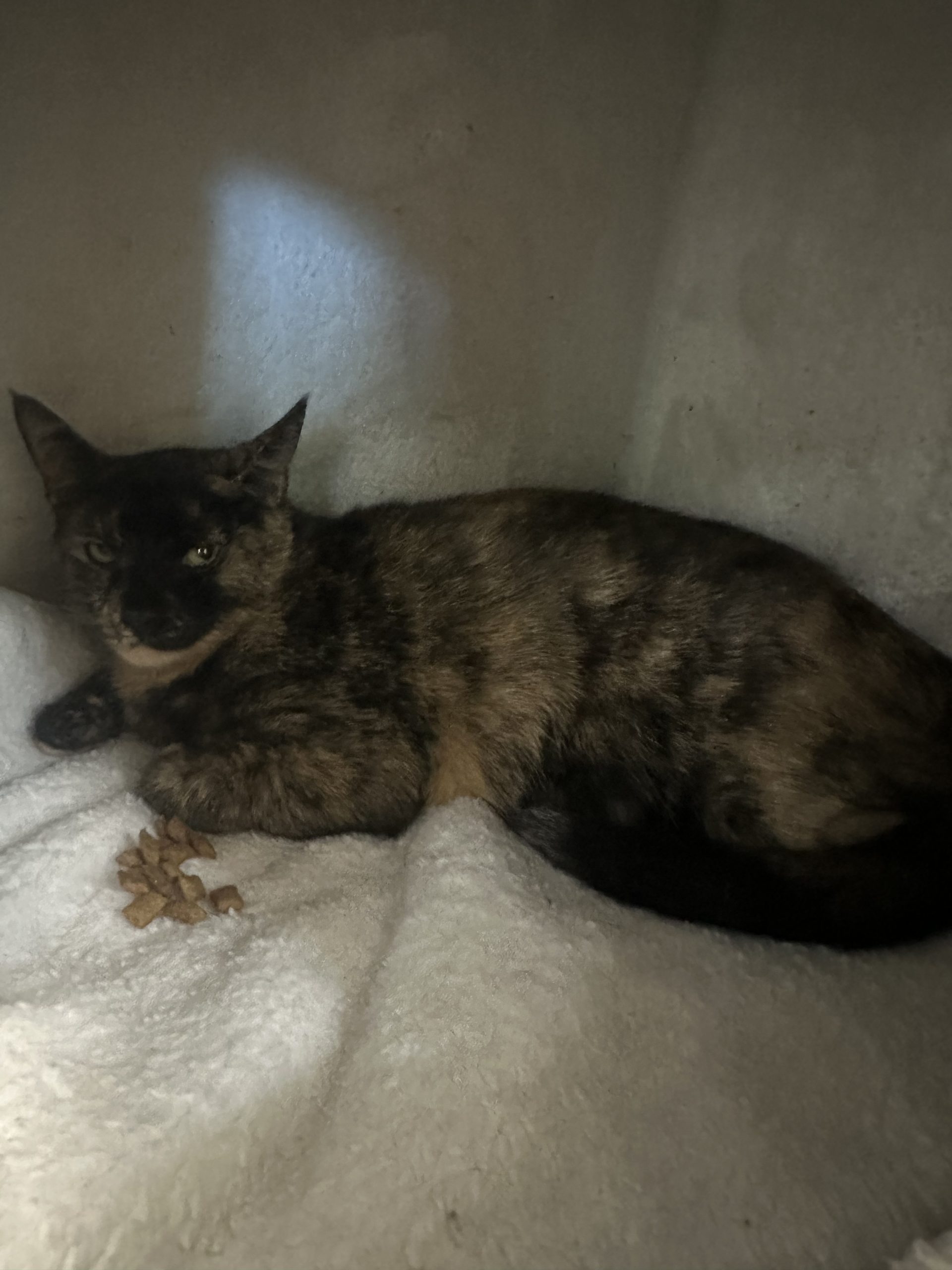 black tan tabby