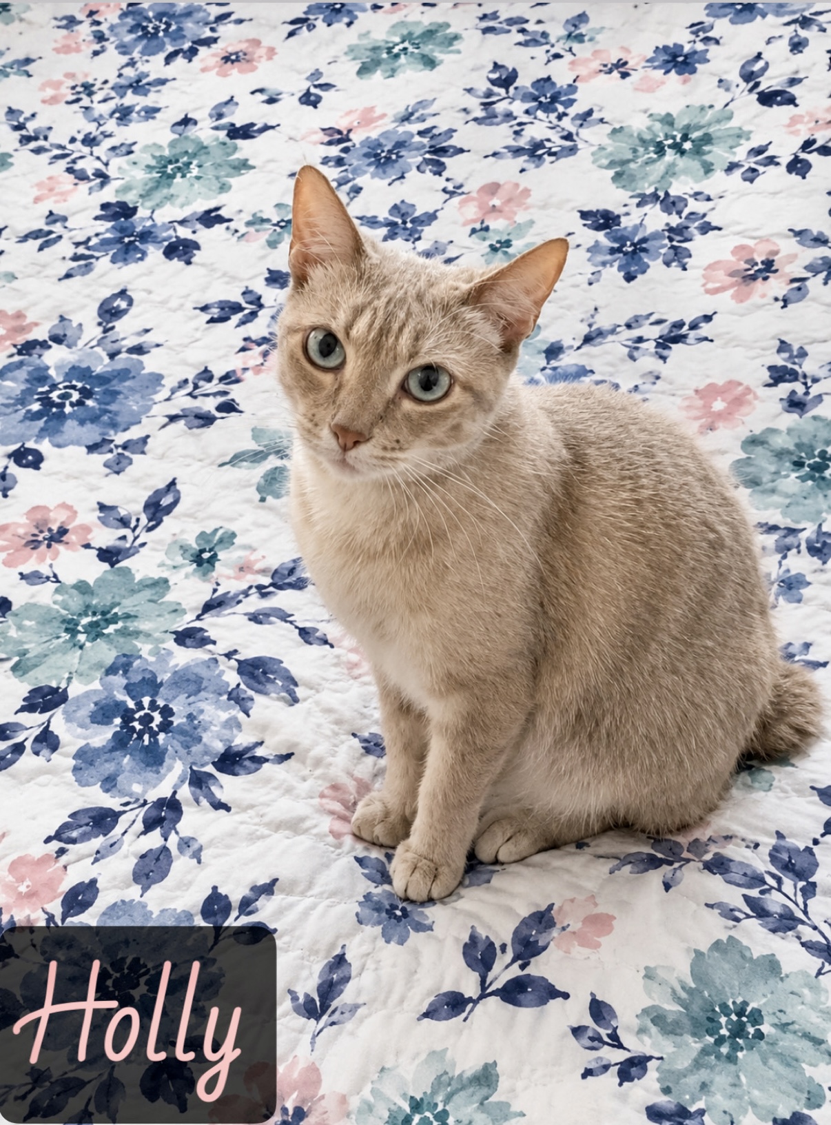 tan orange buff tabby