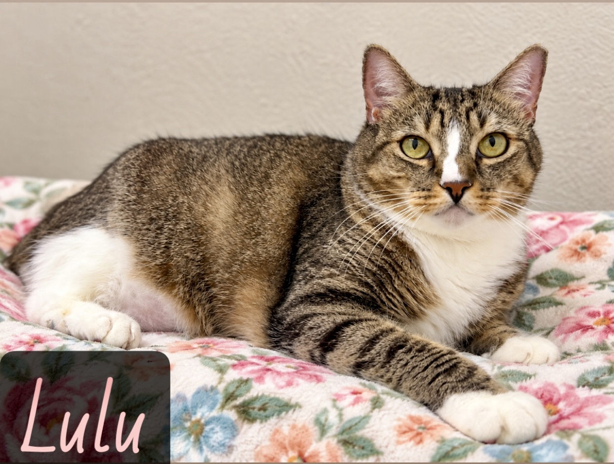 white charcoal tabby