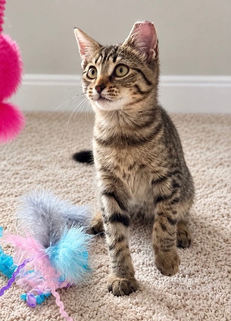 grey tabby