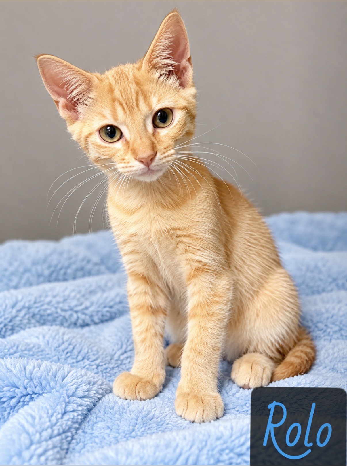 orange white tabby