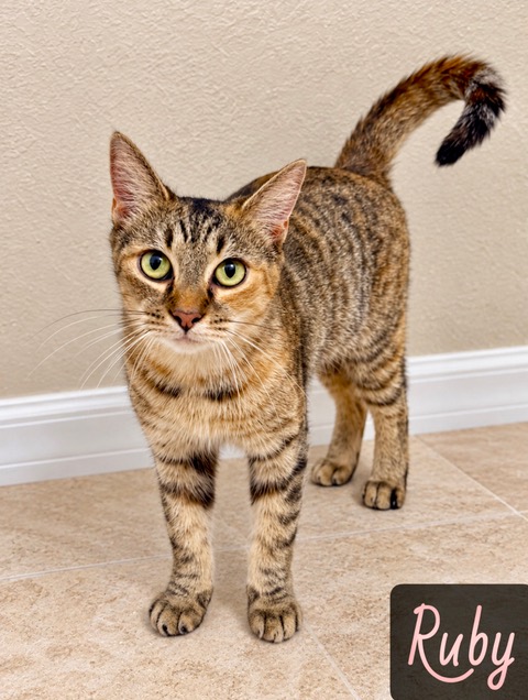 brown tan white tabby