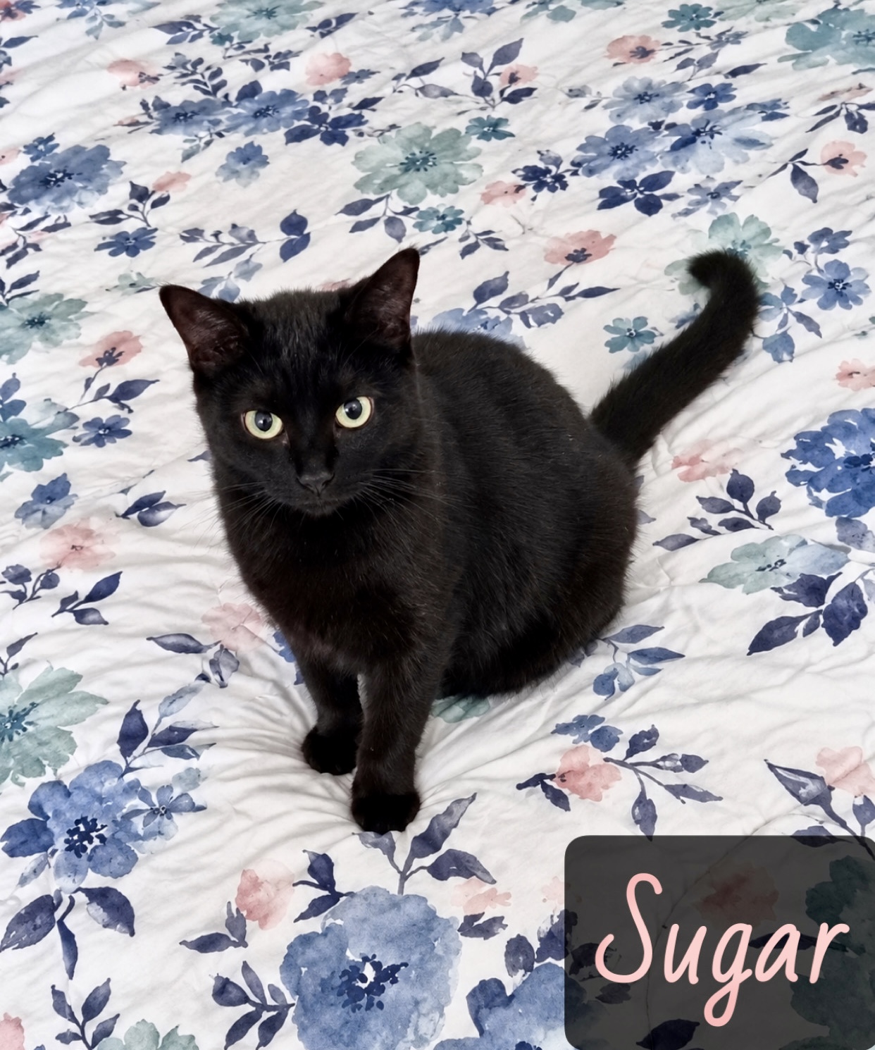 Black cat tabby