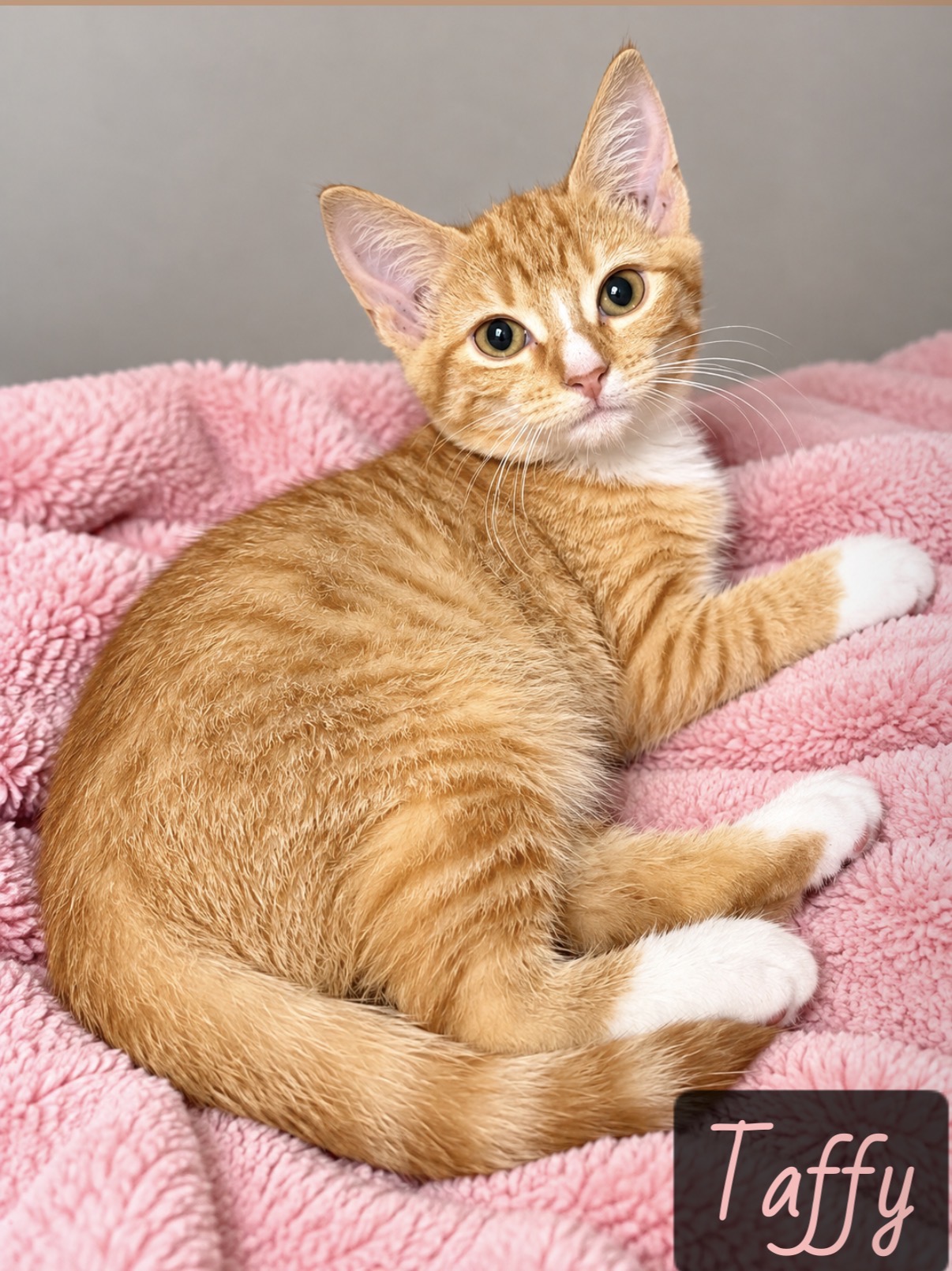 orange white tabby