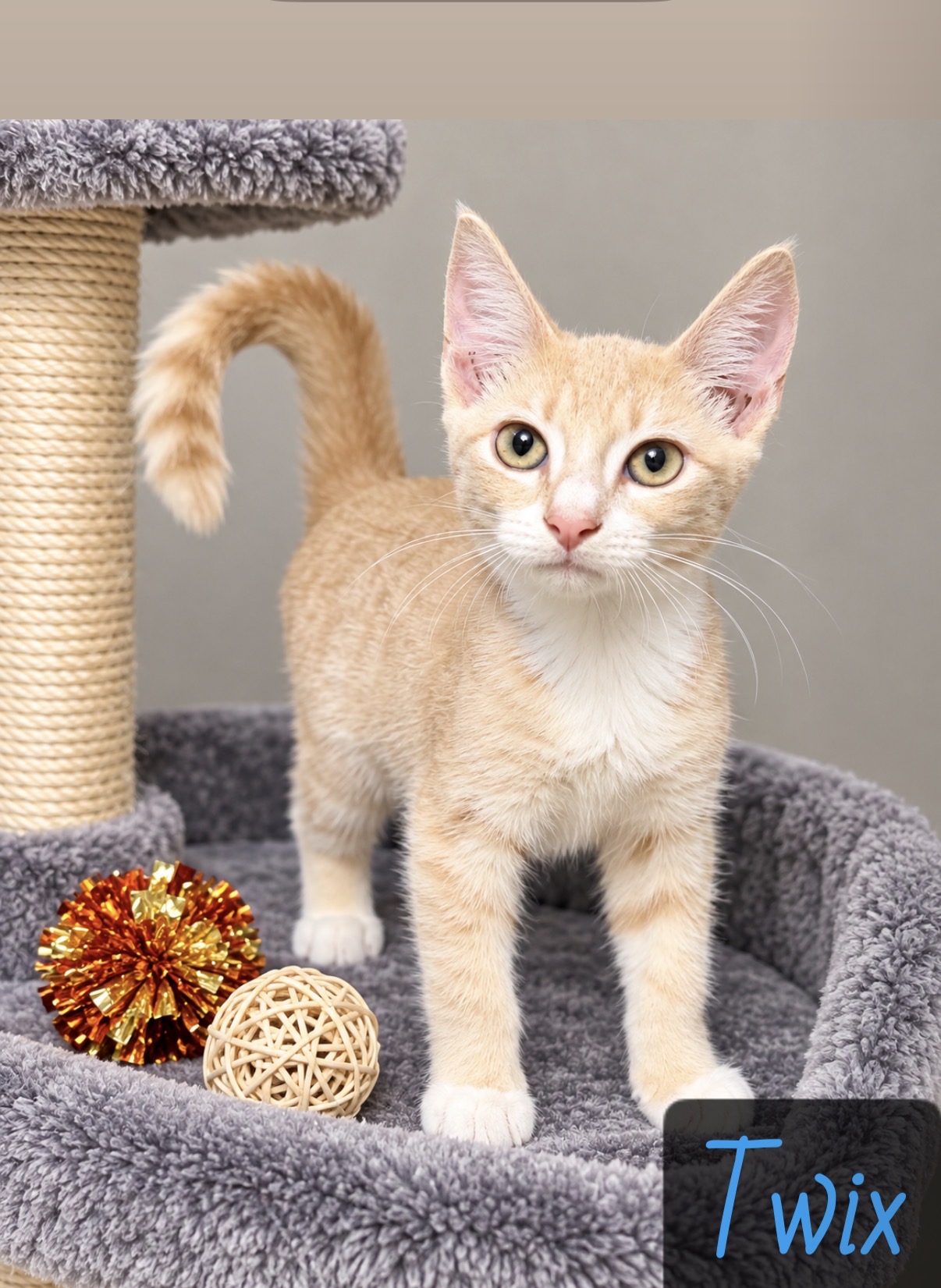 cream tan tabby